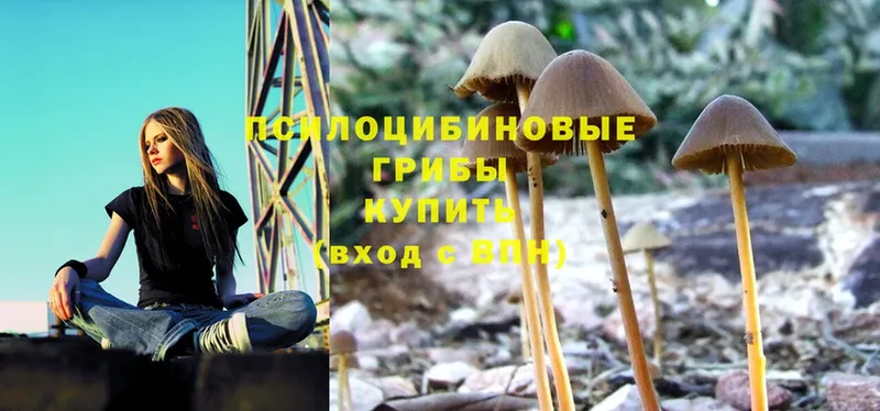 даркнет формула  Адыгейск  Псилоцибиновые грибы Magic Shrooms 